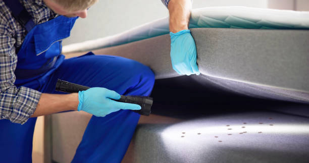 Best Termite Control Services  in Ammon, ID