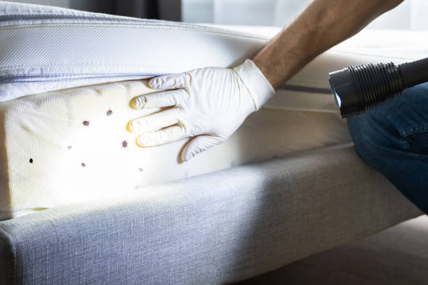 Best Pest Prevention Services  in Ammon, ID