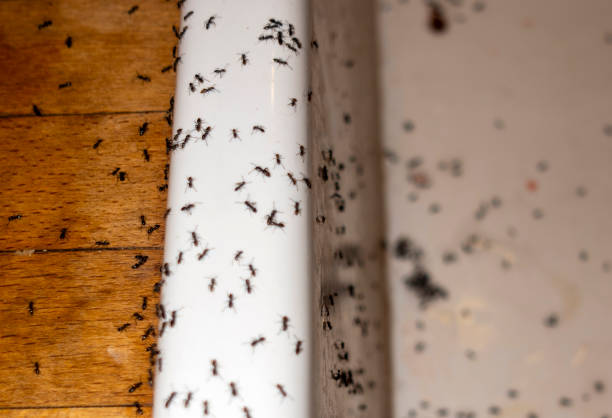 Best Pest Control Near Me  in Ammon, ID