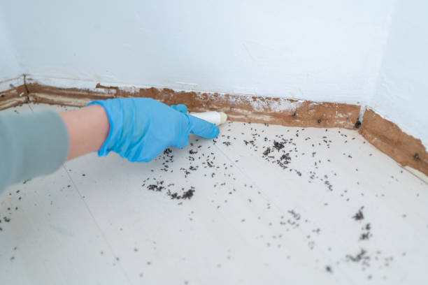Best Affordable Pest Control Services  in Ammon, ID